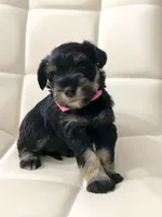 Astrid, a female Miniature Schnauzer for sale in Jacksonville, FL – 1 of 8