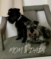 Amara, a female Miniature Schnauzer for sale in Jacksonville, FL – 8 of 9
