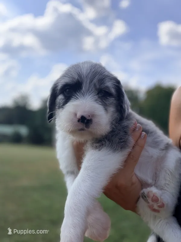 Lucy  – Aussiedoodle, Sheepadoodle puppy for sale in Trenton, GA