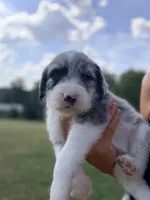 Lucy , a female Aussiedoodle and Sheepadoodle for sale in Trenton, GA – 1 of 1