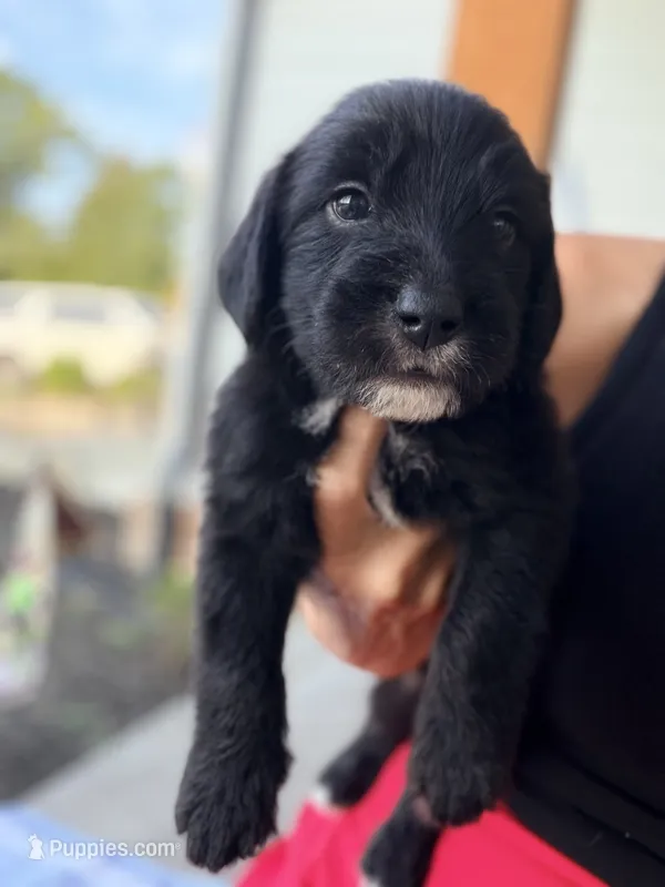 Teddy – Aussiedoodle, Sheepadoodle puppy for sale in Trenton, GA