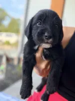 Teddy, a male Aussiedoodle and Sheepadoodle for sale in Trenton, GA – 1 of 1