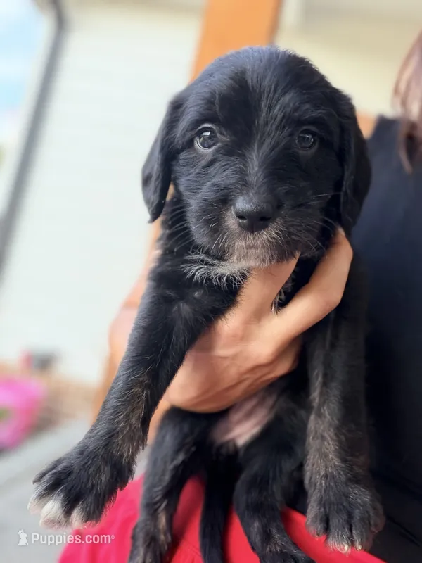 Millie  – Aussiedoodle, Sheepadoodle puppy for sale in Trenton, GA