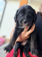 Millie , a female Aussiedoodle and Sheepadoodle for sale in Trenton, GA – 1 of 1