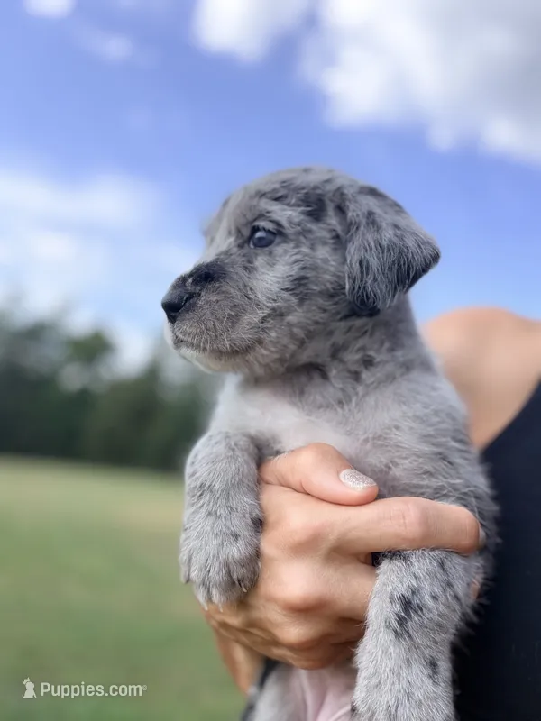 Pepper  – Aussiedoodle, Sheepadoodle puppy for sale in Trenton, GA