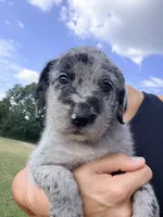 Pepper , a female Aussiedoodle and Sheepadoodle for sale in Trenton, GA – 4 of 4