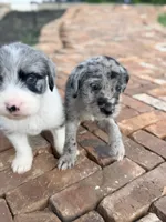 Pepper , a female Aussiedoodle and Sheepadoodle for sale in Trenton, GA – 3 of 4