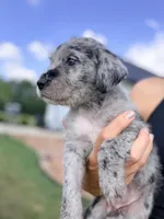 Pepper , a female Aussiedoodle and Sheepadoodle for sale in Trenton, GA – 2 of 4