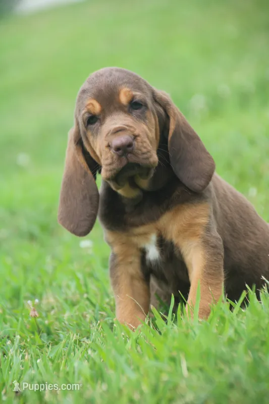 Female3 – Bloodhound puppy for sale in Pella, IA