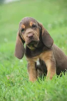 Female3, a male Bloodhound for sale in Pella, IA – 1 of 1