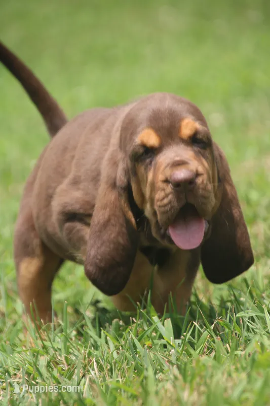 Female2  – Bloodhound puppy for sale in Pella, IA