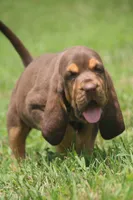 Female2 , a male Bloodhound for sale in Pella, IA – 1 of 2