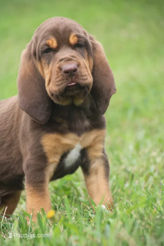 Male 4  – Bloodhound puppy for sale in Pella, IA