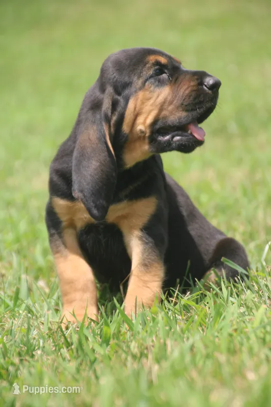 Female1  – Bloodhound puppy for sale in Pella, IA