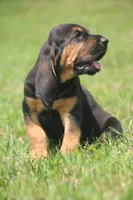 Female1 , a male Bloodhound for sale in Pella, IA – 1 of 1