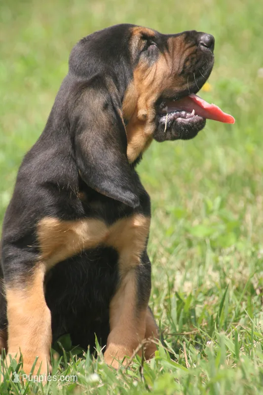 Male1 – Bloodhound puppy for sale in Pella, IA