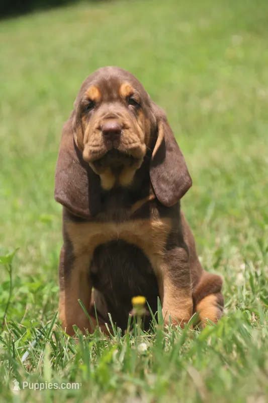 Male2 – Bloodhound puppy for sale in Pella, IA