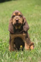 Male2, a male Bloodhound for sale in Pella, IA – 1 of 1