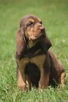 Female2 , a male Bloodhound for sale in Pella, IA – 2 of 2