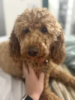 Maple, a female Miniature Goldendoodle for sale in Hiawassee, GA – 2 of 2