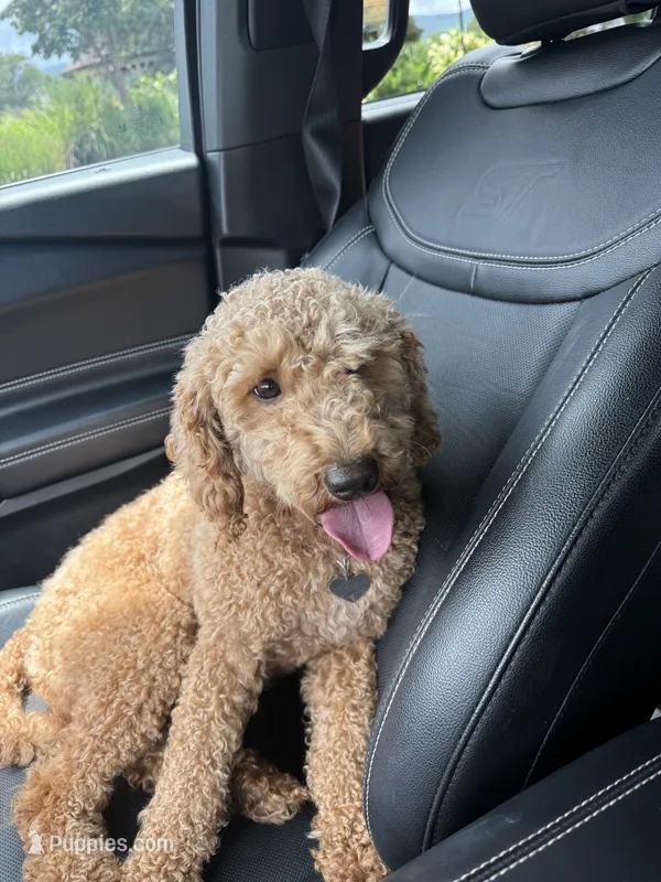 Maple – Miniature Goldendoodle puppy for sale in Hiawassee, GA