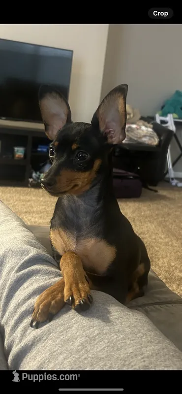 Scrumptious – Miniature Pinscher puppy for sale in Cloverdale, IN