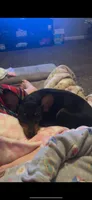 Scrumptious, a female Miniature Pinscher for sale in Cloverdale, IN – 3 of 5