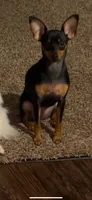 Scrumptious, a female Miniature Pinscher for sale in Cloverdale, IN – 2 of 5