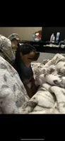 Scrumptious, a female Miniature Pinscher for sale in Cloverdale, IN – 5 of 5