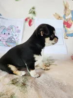 Akc Luna , a female Chihuahua for sale in Lengby, MN – Photo 3 of 3