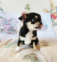 Akc Luna , a female Chihuahua for sale in Lengby, MN – Photo 2 of 3