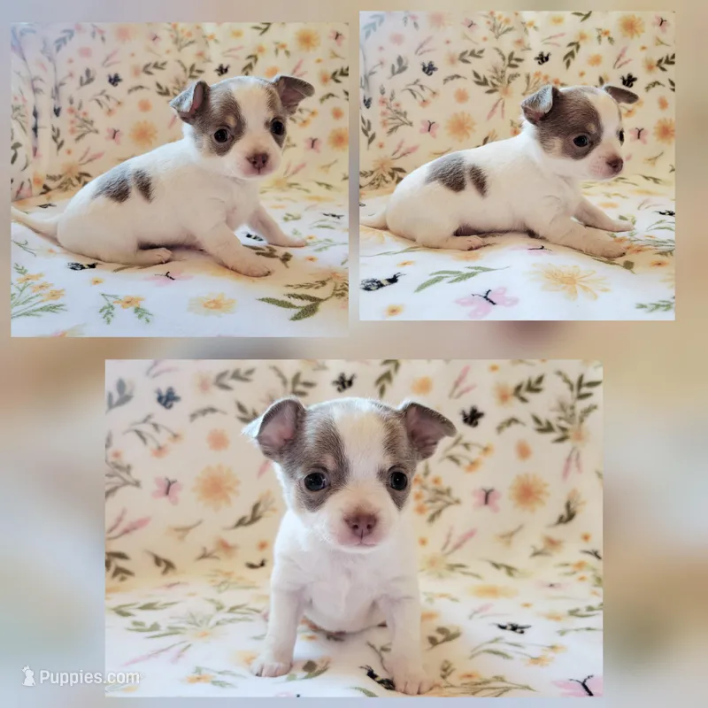 Akc Pluto – Chihuahua puppy for sale in Lengby, MN