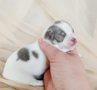 Akc Pluto, a female Chihuahua for sale in Lengby, MN – Photo 4 of 4