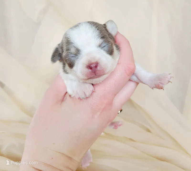 Akc Pluto, a female Chihuahua for sale in Lengby, MN – Photo 1 of 4