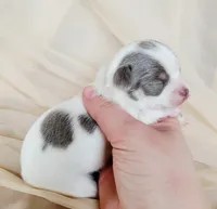 Akc Pluto, a female Chihuahua for sale in Lengby, MN – Photo 3 of 4