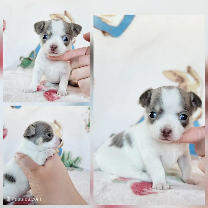 Akc Pluto – Chihuahua puppy for sale in Lengby, MN