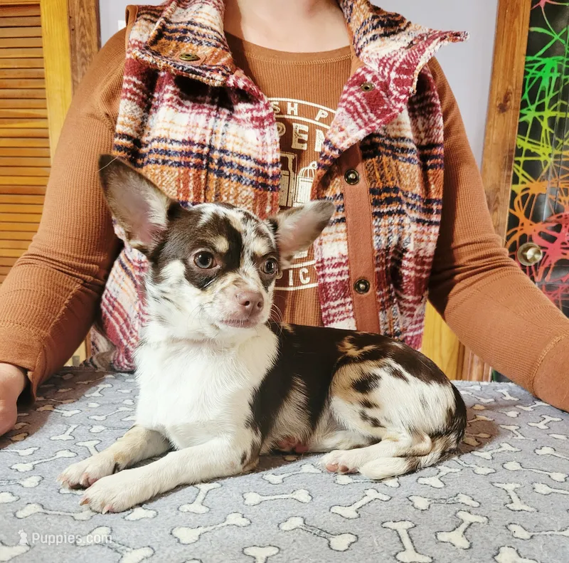 Akc persephone  – Chihuahua puppy for sale in Lengby, MN