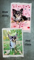 Romeo AKC Male, a male Chihuahua for sale in Lengby, MN – 2 of 2