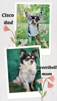Pluto AKC Male , a male Chihuahua for sale in Lengby, MN – 2 of 2