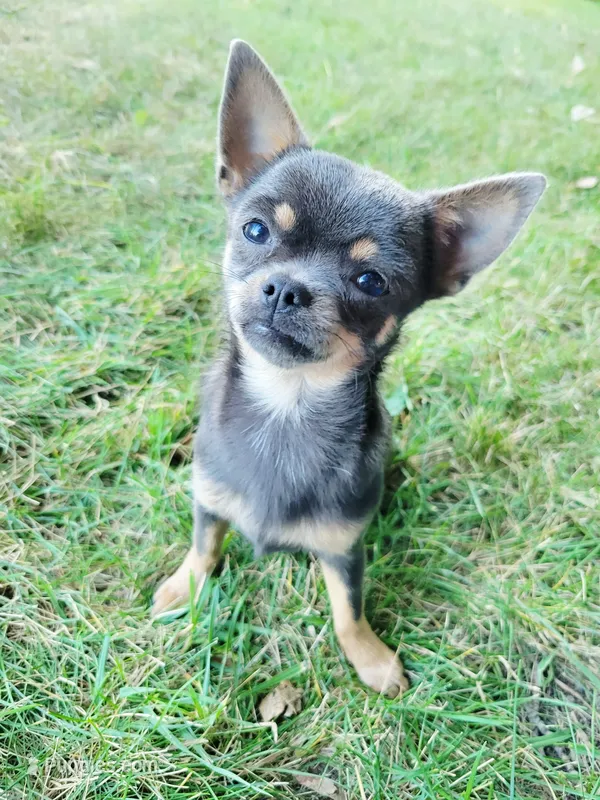 Akc Belle – Chihuahua puppy for sale in Lengby, MN
