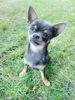 Akc Belle, a female Chihuahua for sale in Lengby, MN – 1 of 3