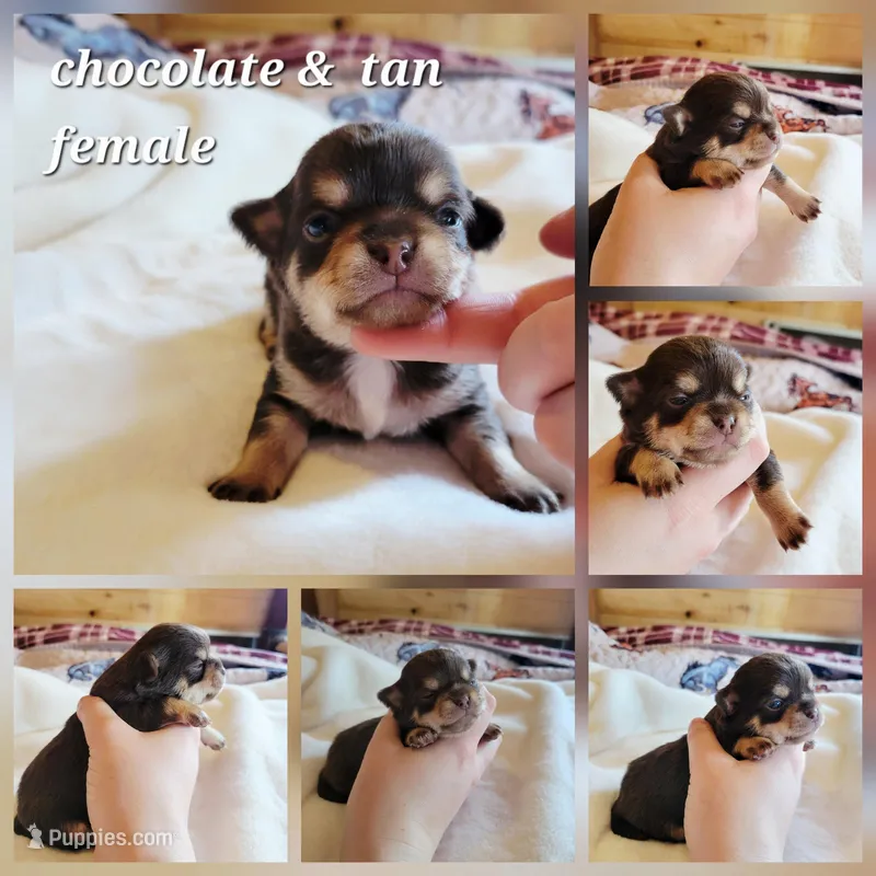 Apple jack akc girl 