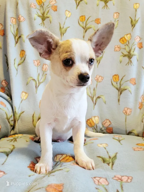 Unregistered Harley – Chihuahua puppy for sale in Lengby, MN