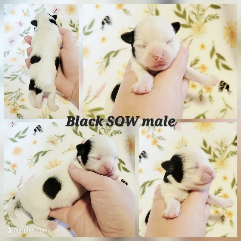 Pluto AKC Male  – Chihuahua puppy for sale in Lengby, MN