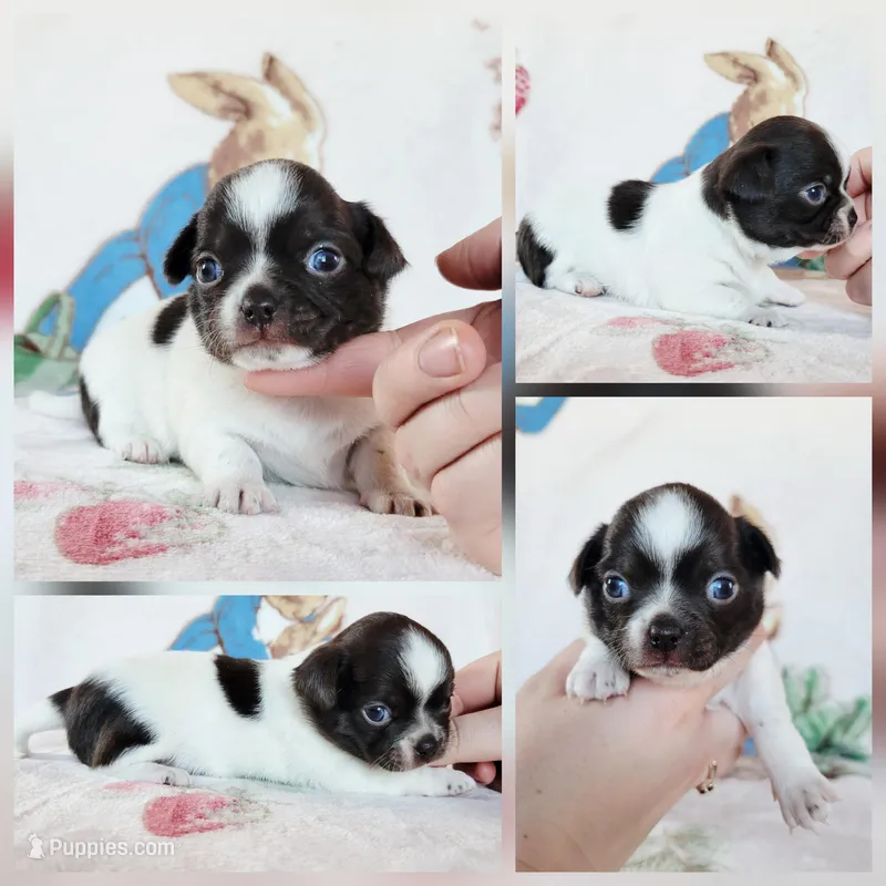 Akc Trixie  – Chihuahua puppy for sale in Lengby, MN