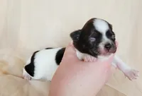 Akc Trixie , a female Chihuahua for sale in Lengby, MN – Photo 2 of 4