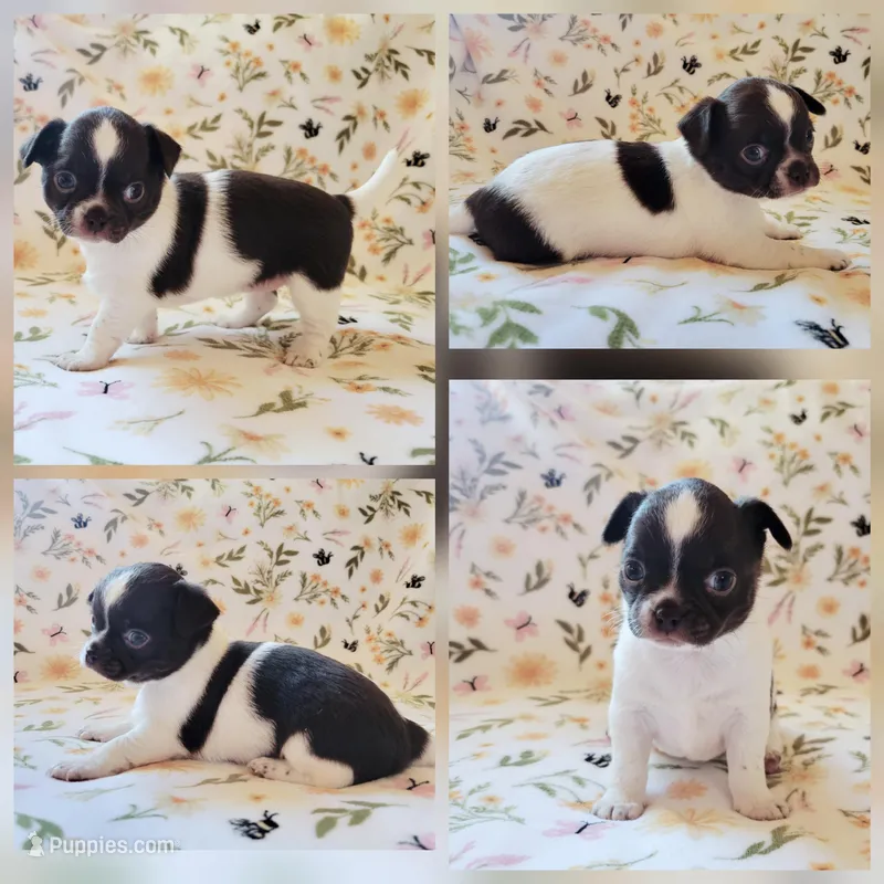 Akc Trixie  – Chihuahua puppy for sale in Lengby, MN