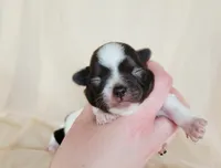 Akc Trixie , a female Chihuahua for sale in Lengby, MN – Photo 1 of 4