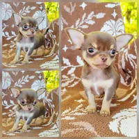 Akc Honey suckle, a female Chihuahua for sale in Lengby, MN – 1 of 1