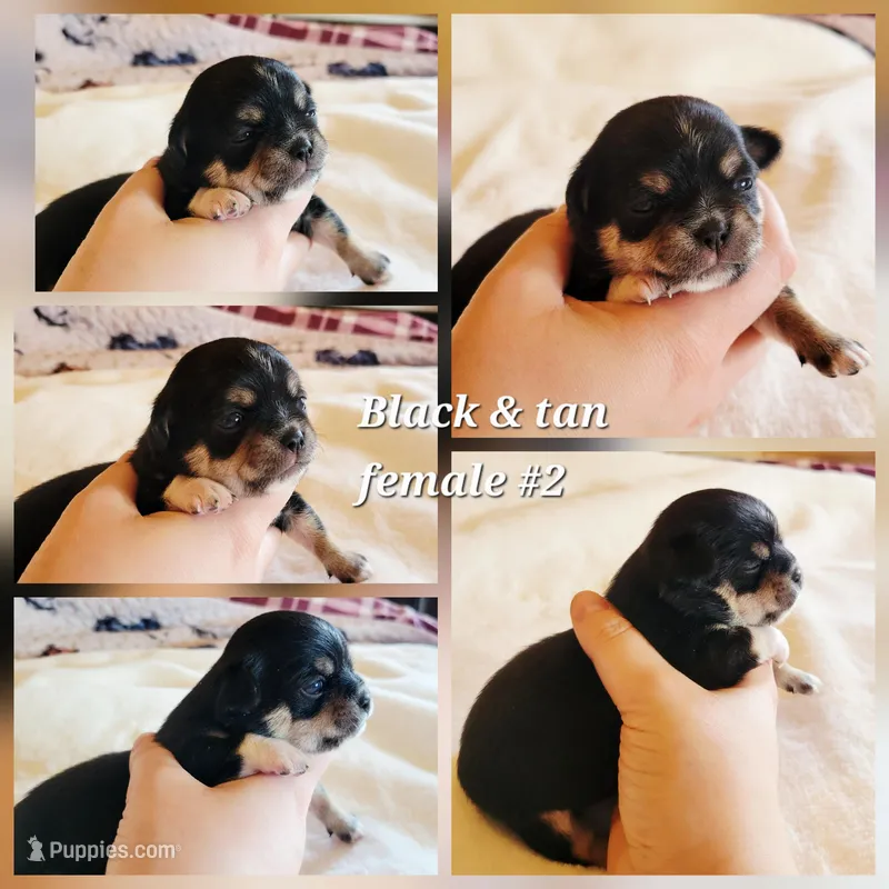 Akc Luna , a female Chihuahua for sale in Lengby, MN – Photo 1 of 1